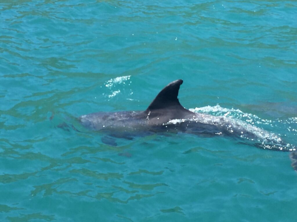 Dolfijn, Bay of Islands
